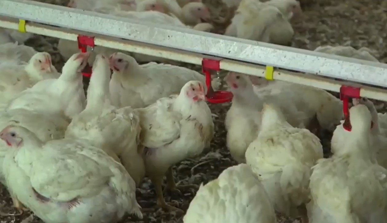 A Novara un focolaio di aviaria. Abbattuti migliaia di polli