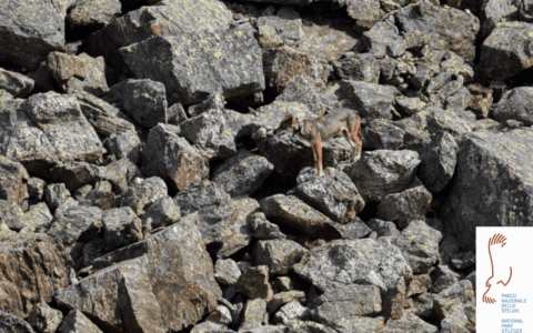 Addio a Ludovica? Il mistero della giovane lupa scomparsa nel Parco dello Stelvio
