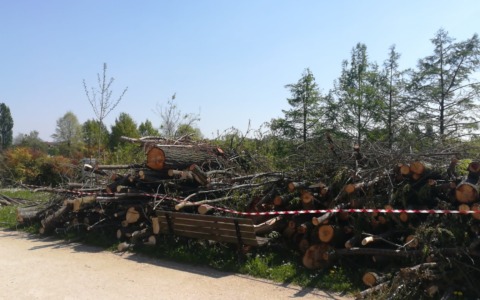 Al Parco della Trucca saranno messi a dimora 120 nuovi alberi