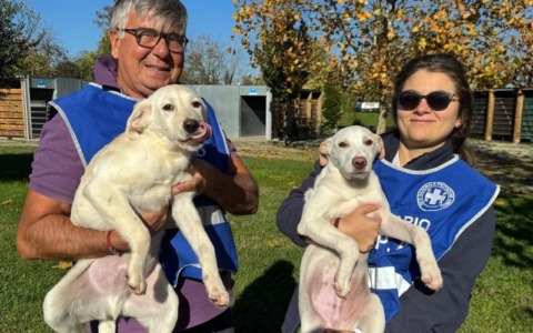 Ancora cuccioli abbandonati: l’allarme di Enpa