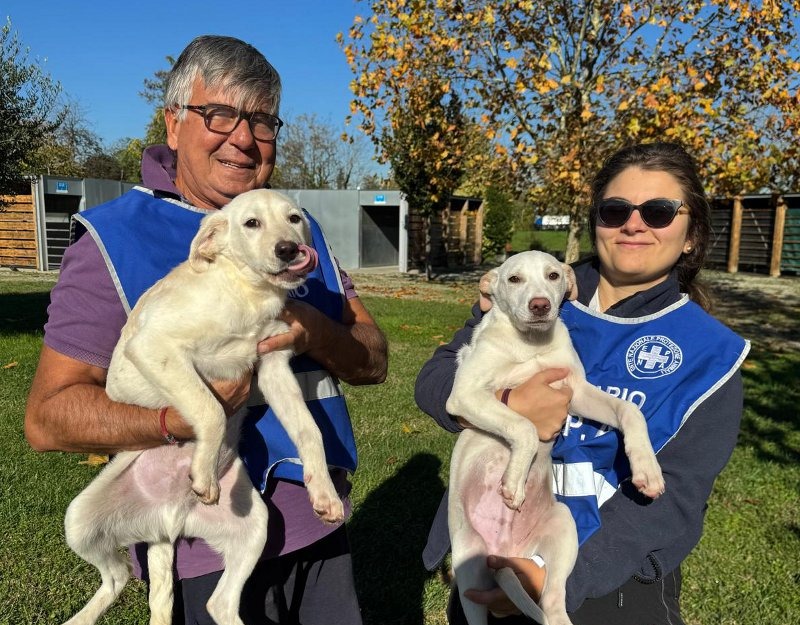 Ancora cuccioli abbandonati: l’allarme di Enpa