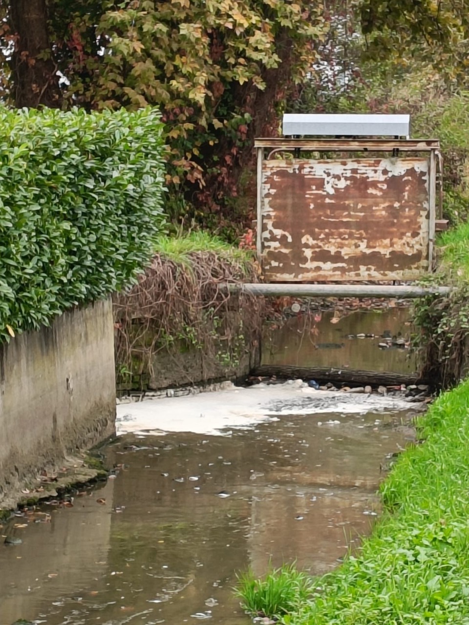 Ancora puzze, schiume e pesci morti nella roggia Brivia