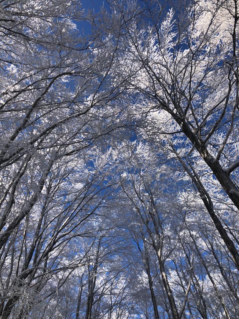 Arpal: in arrivo le prime nevicate della stagione in Liguria