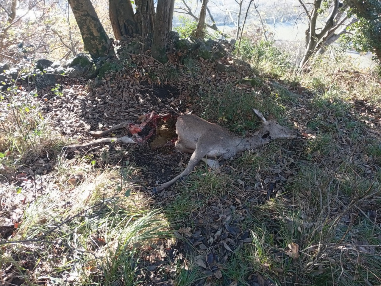 Cerva predata a 100 metri dalle case