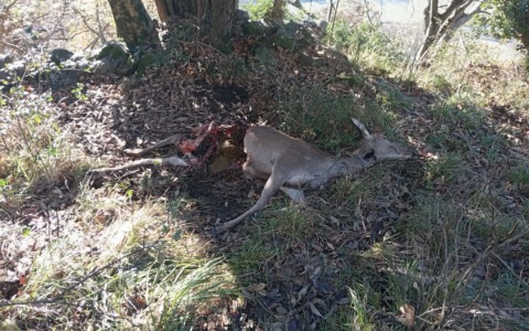 Cerva predata a 100 metri dalle case