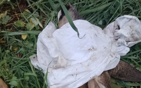 Cucciolo di capriolo ferito salvato dalla Polizia Locale di Voghera