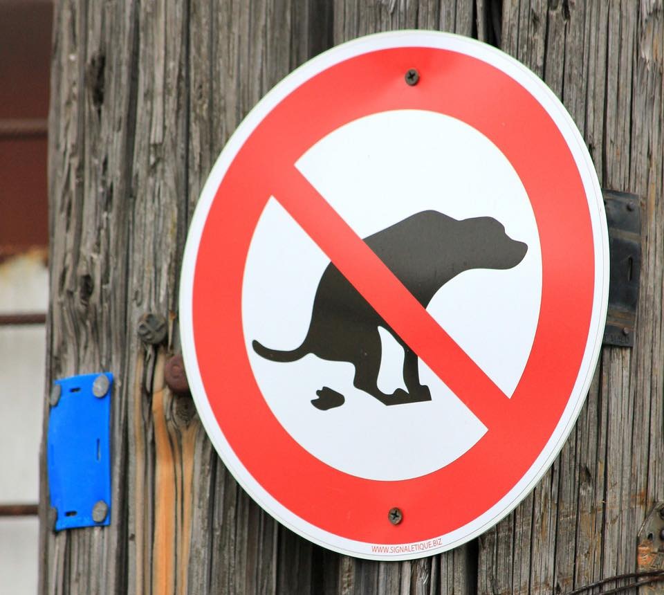 Deiezioni canine, fototrappole in azione a Venaria: 1.200 euro di multa al padrone indisciplinato