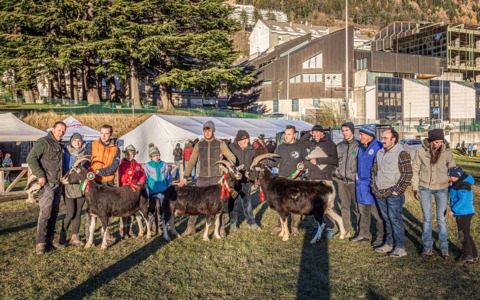 Domenica prossima la Mostra Provinciale della Capra Frisa Frontalasca