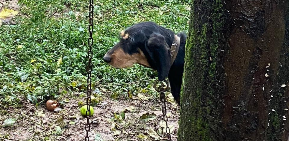 Dopo due anni in catena, Shila rinasce grazie alla sua nuova famiglia