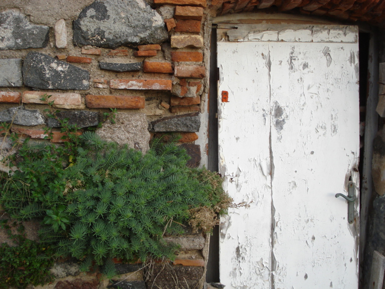 Ecco le 62 piante a rischio scomparsa in Toscana