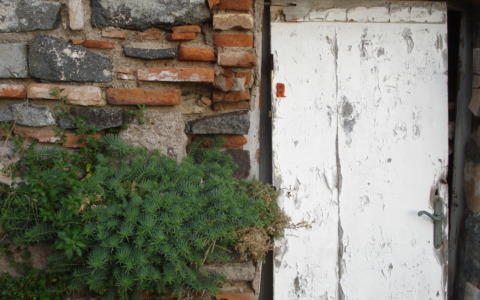 Ecco le 62 piante a rischio scomparsa in Toscana