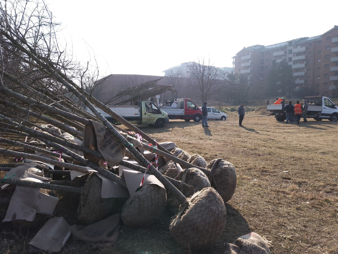 Giornata dell’albero: tanti nuovi arbusti pronti per essere piantati
