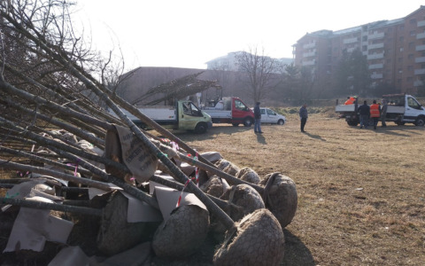 Giornata dell’albero: tanti nuovi arbusti pronti per essere piantati