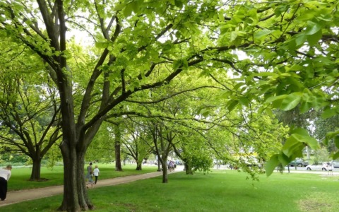Giornata nazionale degli alberi: al Giardino Don Rinaldi di Torino la piantumazione di 27 nuovi alberi