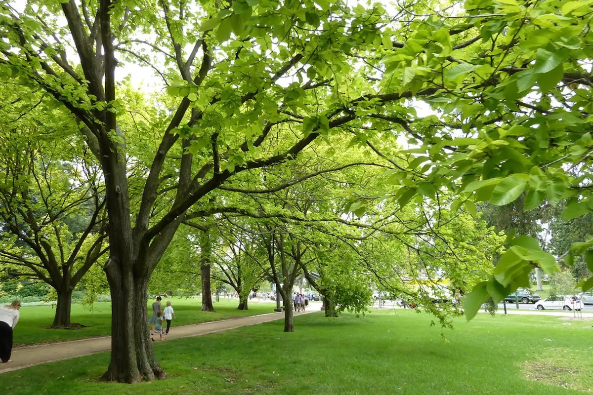 Giornata nazionale degli alberi: al Giardino Don Rinaldi di Torino la piantumazione di 27 nuovi alberi