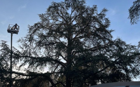 Il Natale lecchese prende forma: si addobba l’albero di Piazza Mazzini
