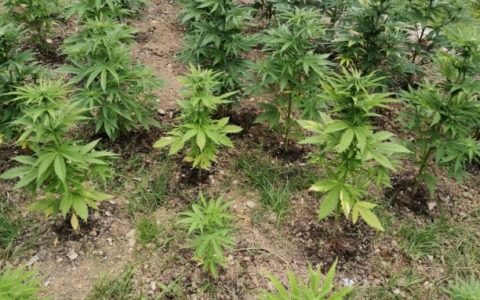 Insospettiti dall’odore: carabinieri scoprono piantagione di marijuana