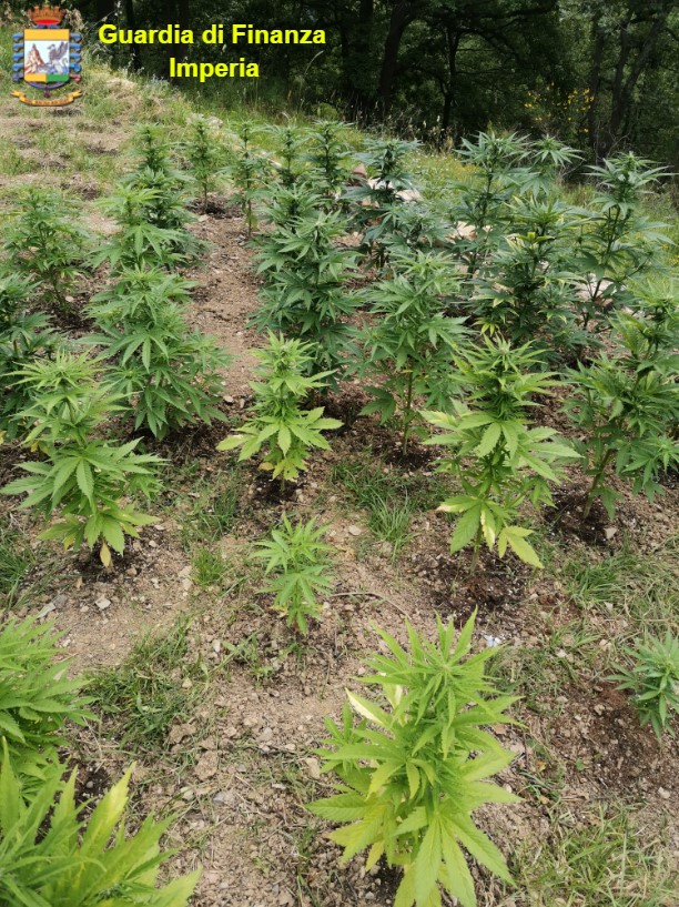 Insospettiti dall’odore: carabinieri scoprono piantagione di marijuana