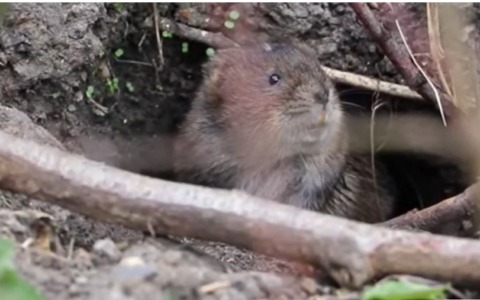 Invasione di arvicole nell’Alessandrino, lo zoologo: “Una peste in alcune zone d’Europa”