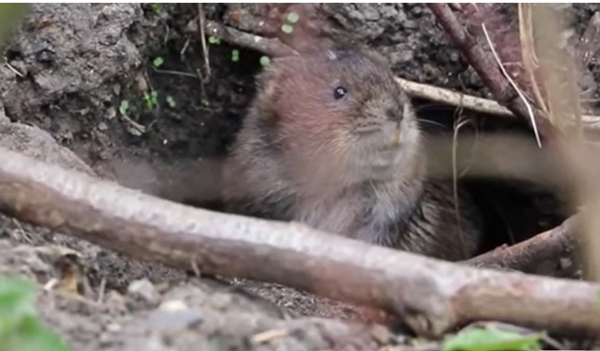 Invasione di arvicole nell’Alessandrino, lo zoologo: “Una peste in alcune zone d’Europa”
