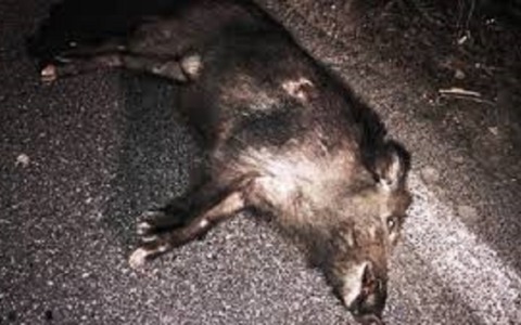 Investe un cinghiale sulla 590: l’animale abbattuto a fucilate