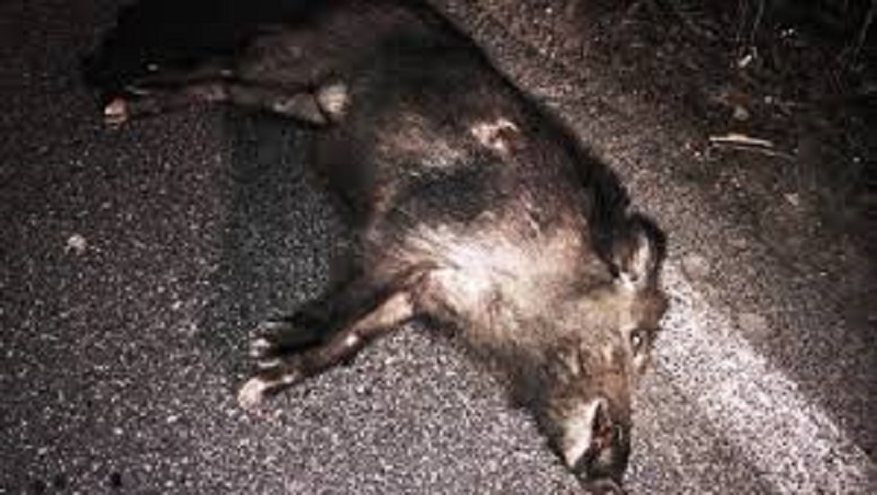 Investe un cinghiale sulla 590: l’animale abbattuto a fucilate