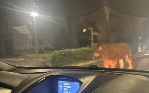 La mucca in fuga avvistata di nuovo, questa volta in strada FOTO e VIDEO