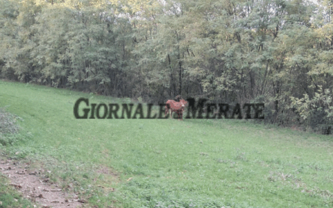 La mucca in fuga è stata adottata da un pensionato: “Ogni giorno la nutro, l’ho chiamata Samira”