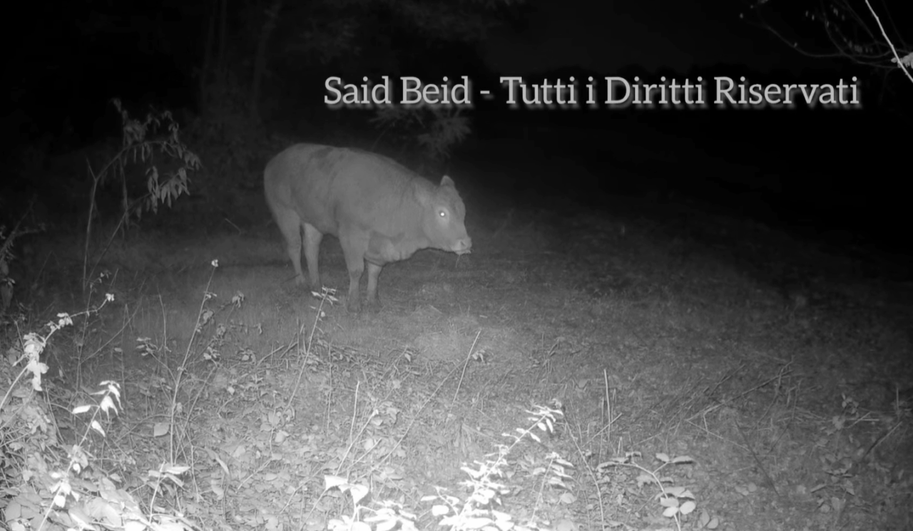 La mucca in fuga è stata avvistata di nuovo VIDEO