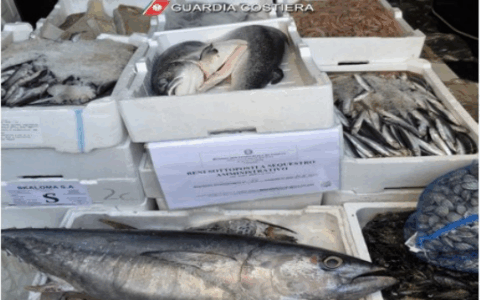 Maxi sequestro di pesce privo di etichettatura. Operazione della Guardia Costiera