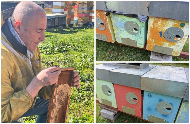 Mille euro di ricompensa per gli alveari rubati all’apicoltore Marco Ballestra. Ai ladri: “Chiamatemi vi offro un caffè e due chili di miele”