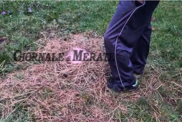 Mucca in fuga, parla l’anziano che la nutre: “Pericolosa? Balle… Non fa male a nessuno”