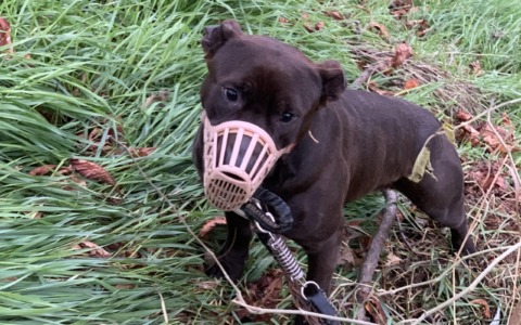 Pitbull abbandonato e legato in Montagnola, salvato dalla Polizia Locale