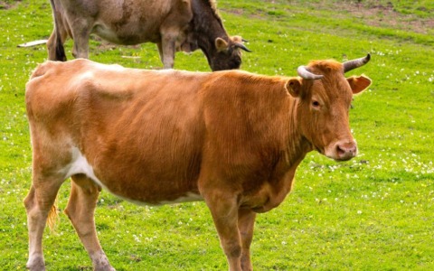 Poggio Bustone: l’Invasione silenziosa, tredici bovini sembrano aver preso possesso della frazione, scatenando preoccupazioni e danni.