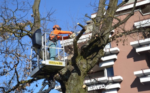 Potature, il Comune ha affidato l’incarico