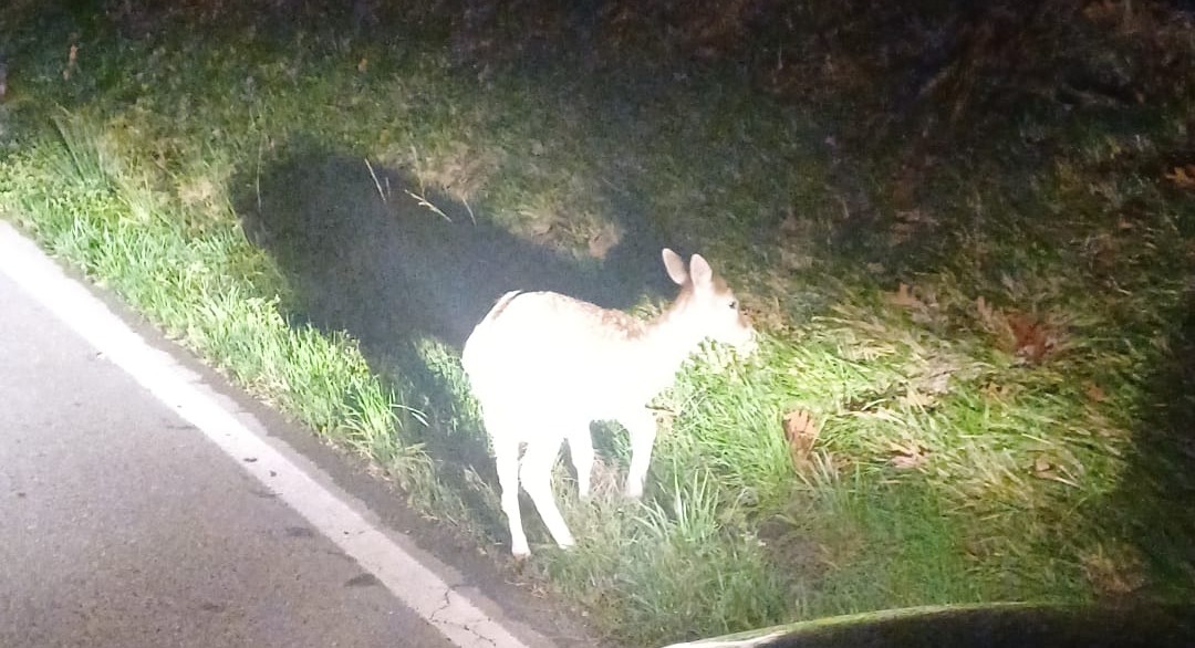 Recuperato alle Quattro Strade un cucciolo di daino ferito
