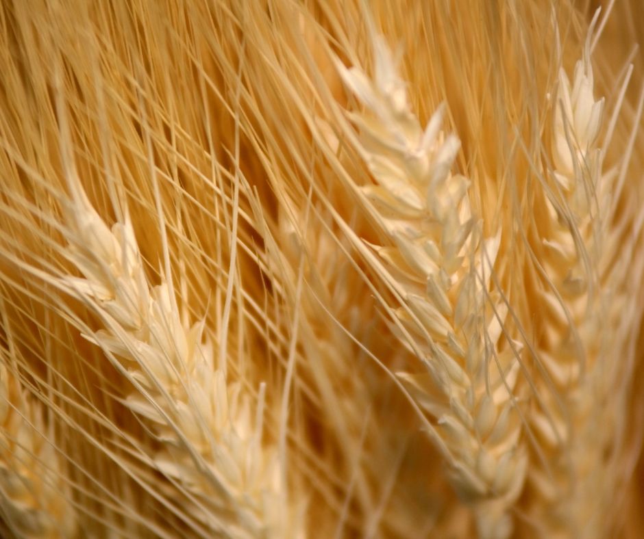 Regione Lazio: definito il calendario fieristico del 2026, focus sull’agroalimentare e l’internazionalizzazione.