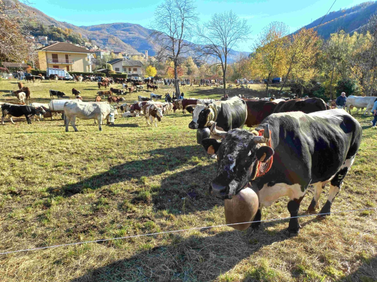 Sabato 15 novembre a Pomaretto torna la Fiero dâ Paî dâ Ramìe