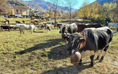 Sabato 15 novembre a Pomaretto torna la Fiero dâ Paî dâ Ramìe
