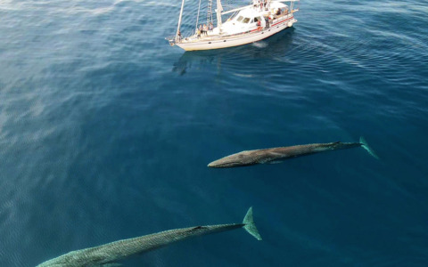 Santuario Pelagos, Pietrasanta al rinnovo del Partenariato