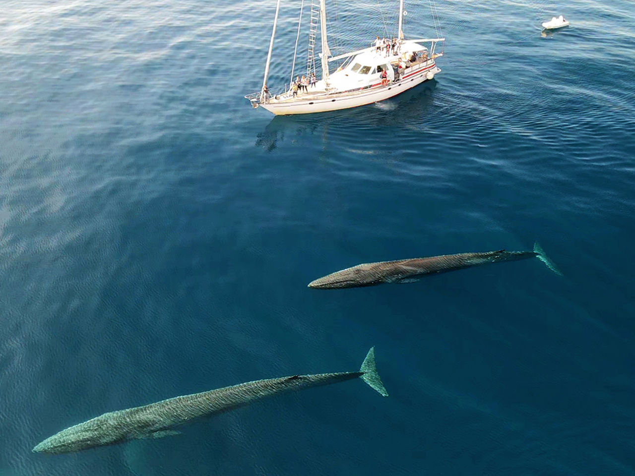 Santuario Pelagos, Pietrasanta al rinnovo del Partenariato