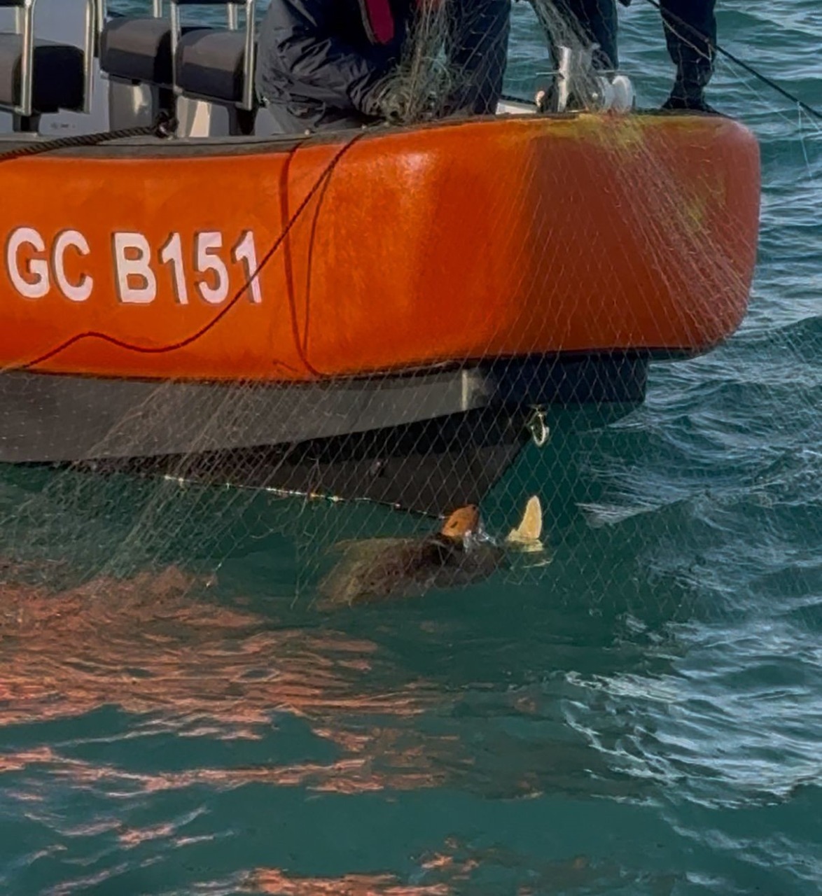 Tartaruga intrappolata in una rete messa in salvo dalla Capitaneria di Porto