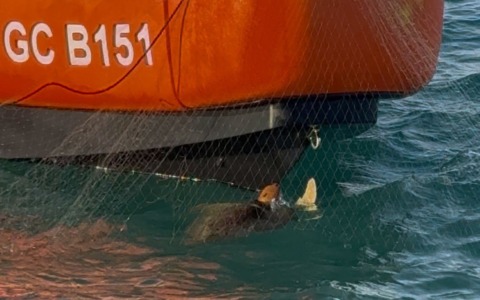 Tartaruga intrappolata in una rete messa in salvo dalla Capitaneria di Porto