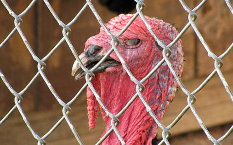 Torna l’allarme aviaria nel Cremasco: abbattuti 60mila tacchini