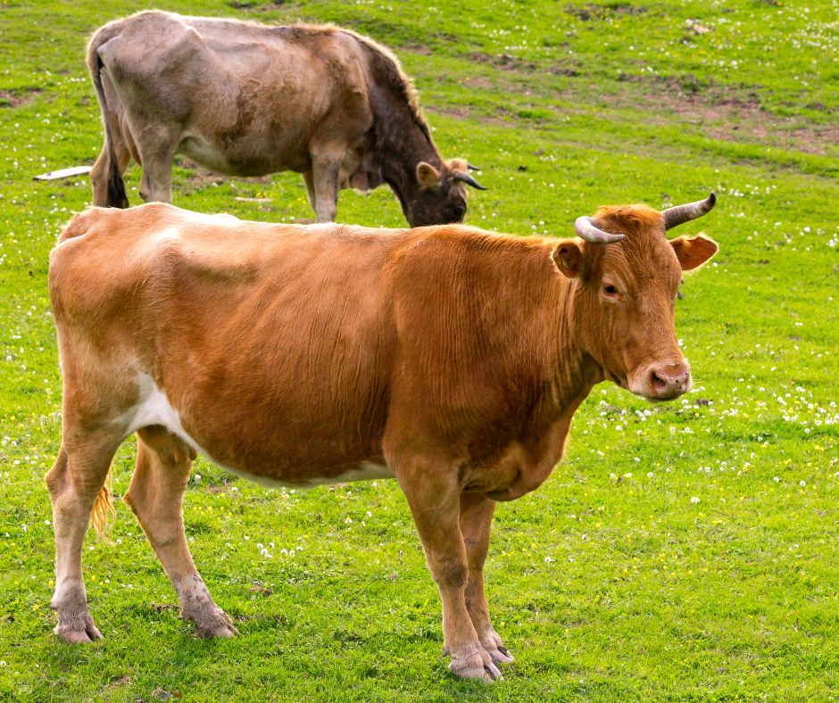 Animali da allevamento vaganti a Cepparo: un pericolo costante