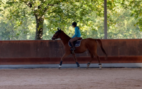 Cade dal cavallo durante l’allenamento: attimi di paura in maneggio
