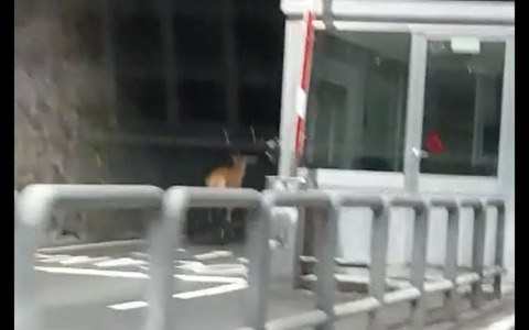 Fauna selvatica invasiva: più risorse per tutelare ecosistemi e territori