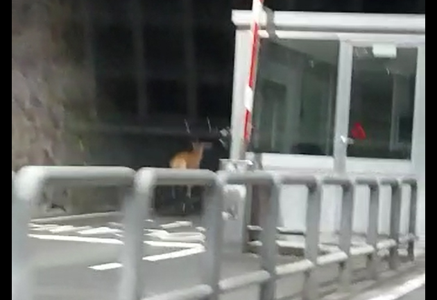 Fauna selvatica invasiva: più risorse per tutelare ecosistemi e territori