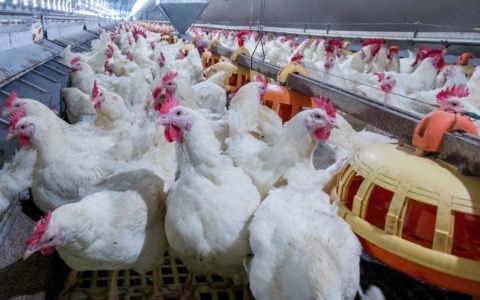 Focolaio di aviaria in un allevamento: abbattuti 30mila capponi