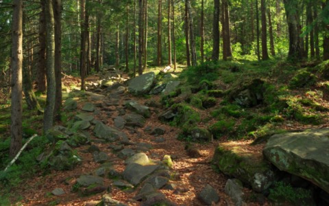 Foreste lecchesi al sicuro: 14 aziende finanziate con 1,7 milioni di euro